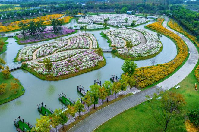 沪上最大地肤花海惊艳上线月下旬(图2)