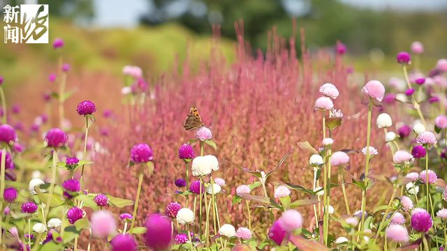 绝美！错过要再等一年！本月迎来最佳观赏期→(图4)