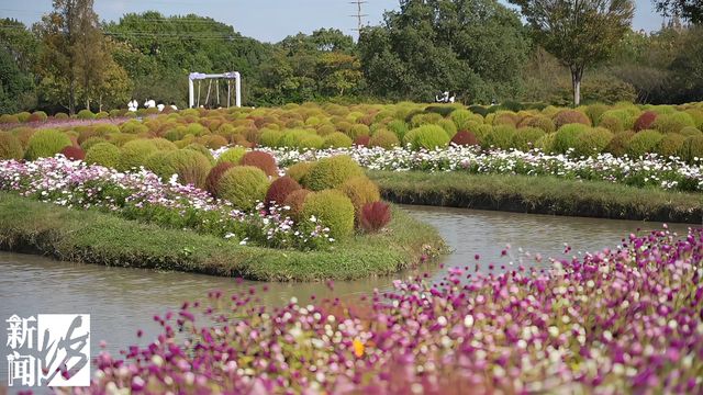 绝美！错过要再等一年！本月迎来最佳观赏期→(图6)