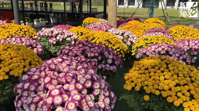 绝美！错过要再等一年！本月迎来最佳观赏期→(图5)