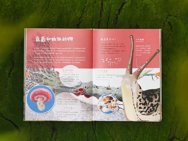 植物的“鲸落”生命的赞歌(图3)