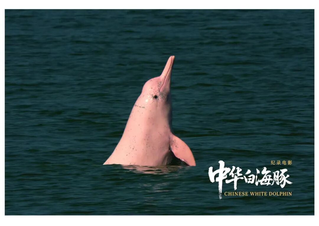 与粤港澳“海洋精灵”相遇《中华白海豚》12月12日上映不止于海的生命叙事(图2)