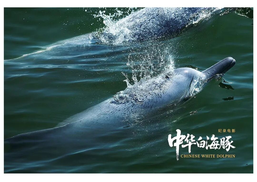 与粤港澳“海洋精灵”相遇《中华白海豚》12月12日上映不止于海的生命叙事(图6)